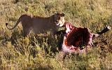 TANZANIA - Serengeti National Park - Leonessa con preda (Bufalo) - 05